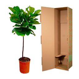 Ficus Lyrata stam - 140 cm - ø24 (8721055691846)