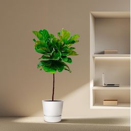 Ficus Lyrata stam - 140 cm - ø24 (8721055691846)