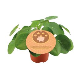Pilea Peperomioides (13044)