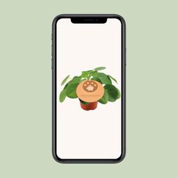 Pilea Peperomioides (13044)
