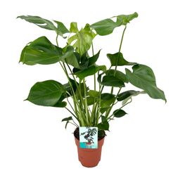 Monstera Deliciosa (8720634284066)