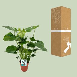 Monstera Deliciosa (8720634284066)