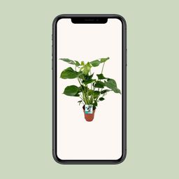 Monstera Deliciosa (8720634284066)