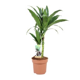 Dracaena Janet Craig 30-15 (23038)