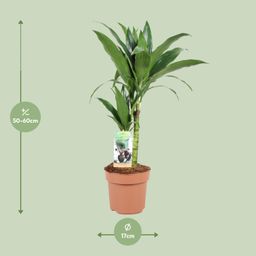 Dracaena Janet Craig 30-15 (23038)
