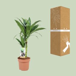 Dracaena Janet Craig 30-15 (23038)