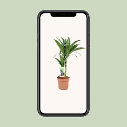 Dracaena Janet Craig 30-15 (23038)