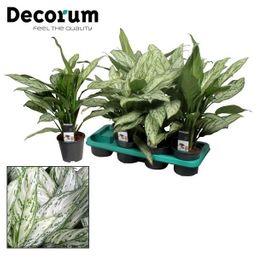 Aglaonema Silver Queen (Decorum) (22345)