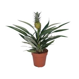 Bromelia Ananas (8720634285766)