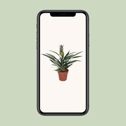 Bromelia Ananas (8720634285766)