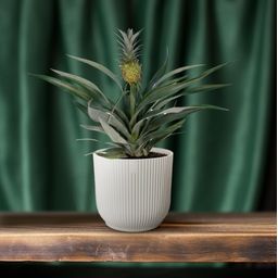 Bromelia Ananas (8720634285766)