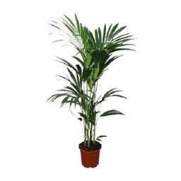 Howea forsteriana - - Ø24 - ↨120cm (8720634284653)