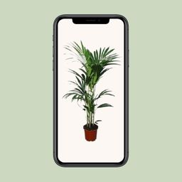 Howea forsteriana - - Ø24 - ↨120cm (8720634284653)