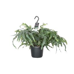Phlebodium Aureum Blue Star (8720634285018)