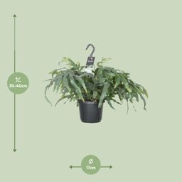 Phlebodium Aureum Blue Star (8720634285018)