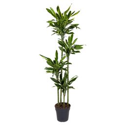 Dracaena Golden Coast - 170 cm - ø27 (8721055692379)