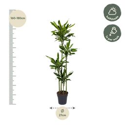 Dracaena Golden Coast - 170 cm - ø27 (8721055692379)