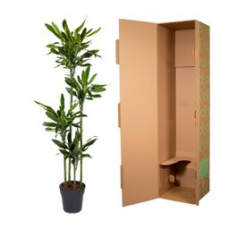 Dracaena Golden Coast - 170 cm - ø27 (8721055692379)