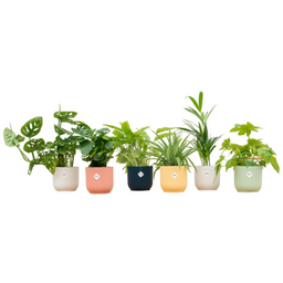 Verrassingsbox - 6 planten inclusief elho Vibes Fold Round Ø14 kleurenmix (8721055697855)