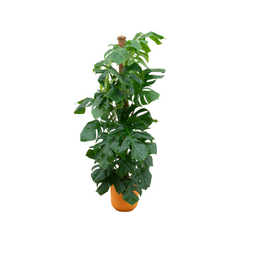 Combi deal - Monstera Pertusum XL inclusief elho Jazz Round geel Ø26 - 150 cm (8721055698340)