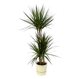 Dracaena Marginata - ↨120cm - Ø21cm inclusief elho Greenville Round wit D24xH23 (8721081601956)
