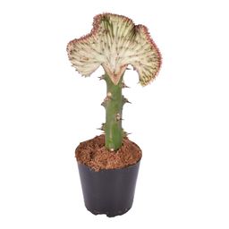 Euphorbia lactea Cristata rood - 30 cm - ø10,5 (8721081685024)