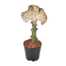 Euphorbia lactea Cristata rood - 30 cm - ø10,5 (8721081685024)