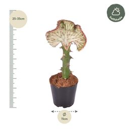 Euphorbia lactea Cristata rood - 30 cm - ø10,5 (8721081685024)