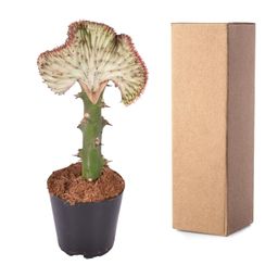 Euphorbia lactea Cristata rood - 30 cm - ø10,5 (8721081685024)