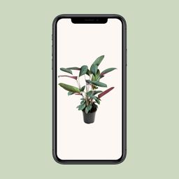 Ctenanthe Setosa (23003)