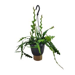 Epiphyllum Anguliger (13068)