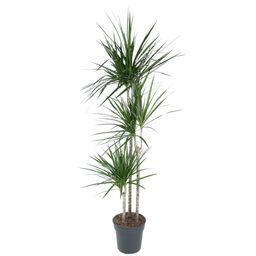 Dracaena Marginata - 160 cm - ø24 (8721055692621)