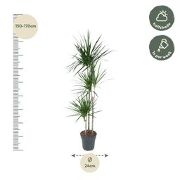 Dracaena Marginata - 160 cm - ø24 (8721055692621)