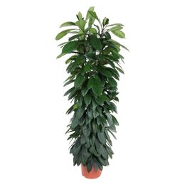 Ficus Cyatistipula zuil - 150 cm - ø29 (8721055692867)