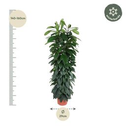 Ficus Cyatistipula zuil - 150 cm - ø29 (8721055692867)