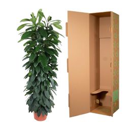 Ficus Cyatistipula zuil - 150 cm - ø29 (8721055692867)