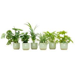 Verrassingsbox - 6 planten inclusief elho Vibes Fold Round Ø14 sorbet groen (8721055697848)