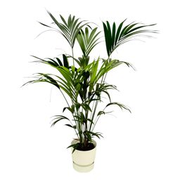 Kentia palm inclusief elho Greenville Round wit (8721081601482)