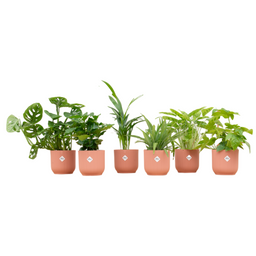 Verrassingsbox - 6 planten inclusief elho Vibes Fold Round Ø14 roze (8721055697817)
