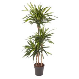Dracaena Riki - 140 cm - ø24 (8721055692683)