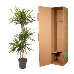 Dracaena Riki - 140 cm - ø24 (8721055692683)