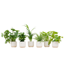 Verrassingsbox - 6 planten inclusief elho Vibes Fold Round Ø14 wit (8721055697800)