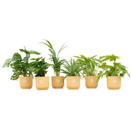 Verrassingsbox - 6 planten inclusief elho Vibes Fold Round Ø14 botergeel (8721055697831)