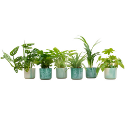 Verrassingsbox - 6 planten inclusief elho Ocean Round pacifisch groen Ø14 (8721055698197)