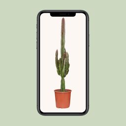 Euphorbia Trigona Rubra (21220)