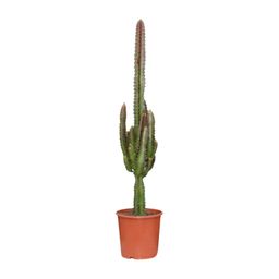 Euphorbia Trigona Rubra (21220)