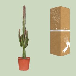 Euphorbia Trigona Rubra (21220)