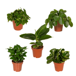 Verrassingsbox - - x5 (8720634287715)