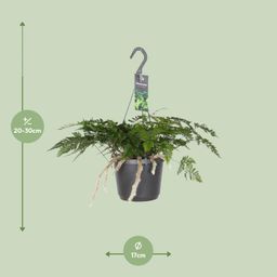 Humata Tyermannii (8720634284837)