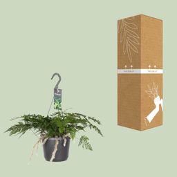 Humata Tyermannii (8720634284837)